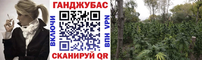 Конопля сатива  Фрязино 